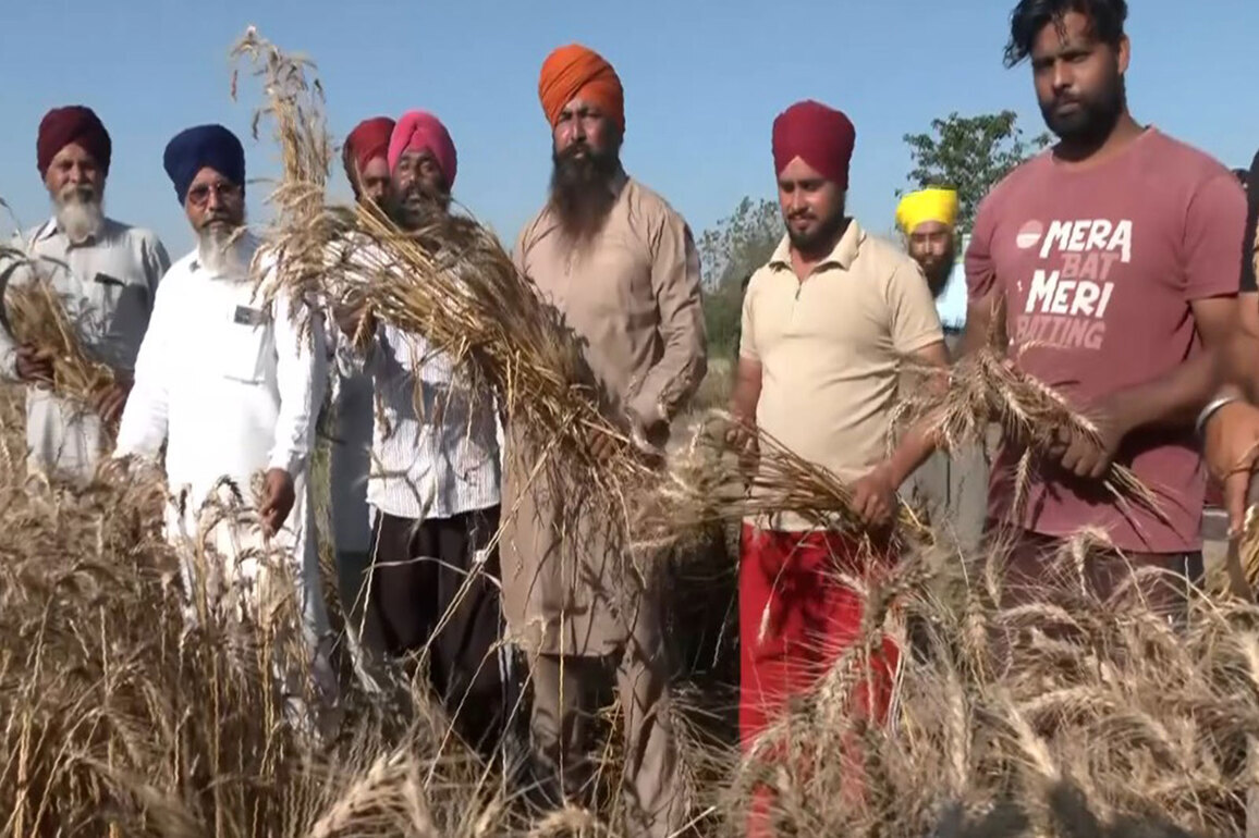 Punjab farmers celebrate Vaisakhi with enthusiasm, harvesting wheat