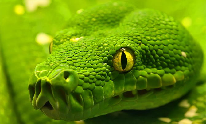 How to prevent snakes in your compound with plants How to prevent snakes in your compound with plants