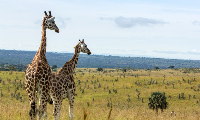Gentle giraffes threatened with 'silent extinction' Gentle giraffes threatened with 'silent extinction'