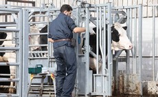 Animal health fears mount as vets abandon farm practices