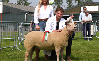 Charollais reigns supreme in sheep rings at Nottinghamshire County Show