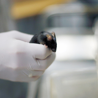 China: 4 mice sent for life-science tests in space return to Earth