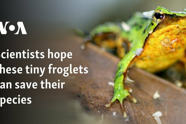 Scientists hope these tiny froglets can save their species