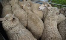 New DNA testing lab for sheep