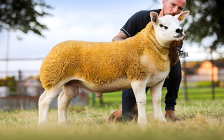 Solway and Tyne Texel sale tops at 80,000gns for Harestone flock