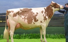 DAIRY EXPO 22: Double win for Riverdane