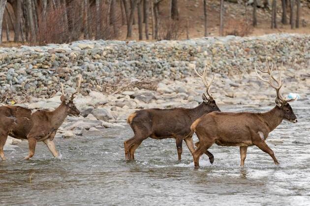 Xinhua Headlines: How "Chinese solution" for biodiversity protection is driving global conservation efforts