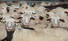 MLA has forecast sheep numbers to drop to less than 64 million this year.