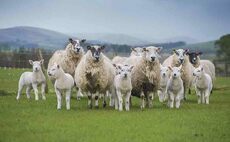 Reducing lamb losses from abortion