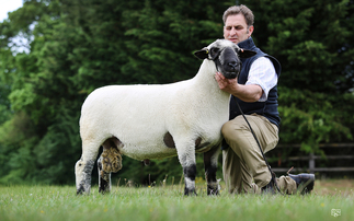Shearling ram tops sale of Hampshire Downs at 2,550gns