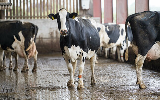 Early lameness detection is key in dairy herds
