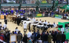 English Winter Fair cattle title goes to North Wales