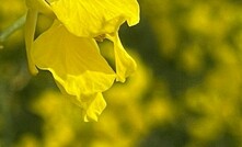  The short to medium term outlook for canola is positive.