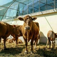 The shortcut to less warming? It runs through a farm field