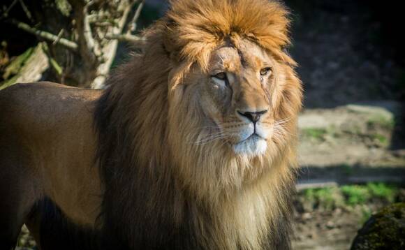 Roar like a lion? 34 EMEA vendor bosses reveal their spirit animals