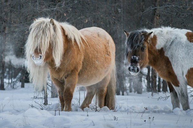 The most frost-resistant horses live in Russia&#039;s Yakutia