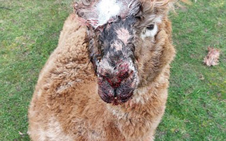 Dog attack leaves four alpacas dead on Cambridgeshire farm