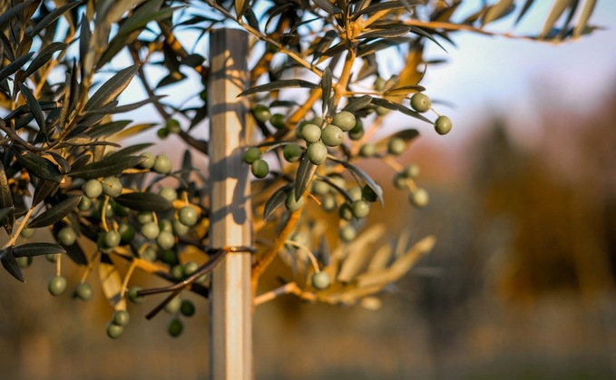 Most northerly commercial olive grove completes first UK harvest