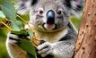 Peabody’s terrestrial ecology report notes surveyors observed nine koalas in the Humbug Gully area. Photo: Shutterstock