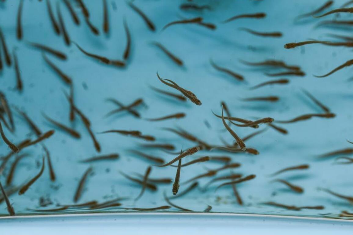EcoChina | China achieves large-scale artificial breeding of endangered Sichuan taimen fish