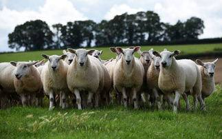 Farmers urged to join NSA survey to prevent bluetongue vaccine shortage next year 