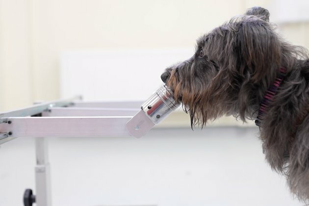 Dogs can smell people&#039;s stress - new study