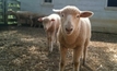 Link between falling hormone, early puberty in sheep