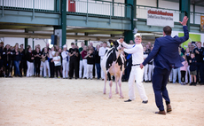 Scottish club claim Holstein championship at All Breeds All Britain 