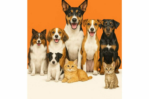 Universal Sompo Extends Insurance Coverage to Pets