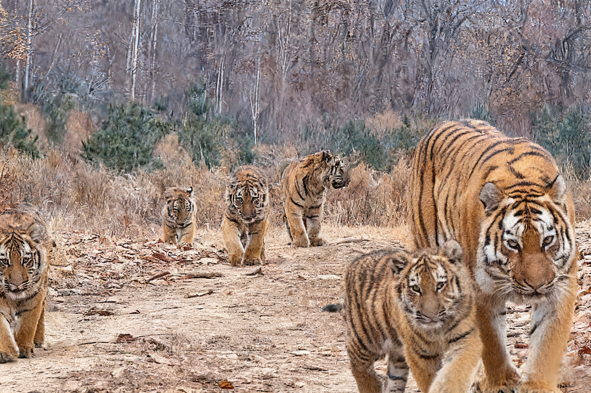 CHINA-JILIN-HUNCHUN-SIBERIAN TIGER-QUINTUPLETS-FIRST SIGHTING (CN)