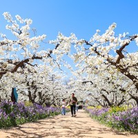 #CHINA-HEBEI-PEAR BLOSSOMS-TOURISM (CN)