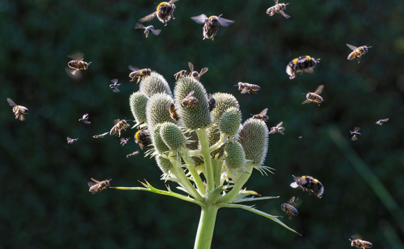 Government distracts from Green Taxonomy delays with funding announcement at COP15