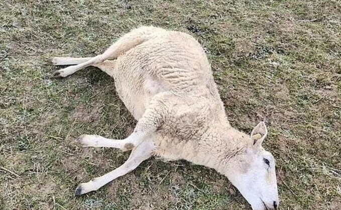 One of the lambs killed during the incident at Gate Street Farm