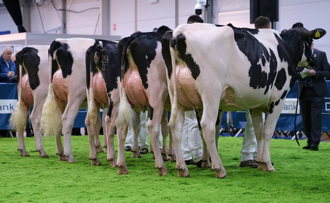No cattle classes to be held at Royal Ulster Winter Fair
