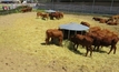 South Australian beef supply chain in spotlight at forum