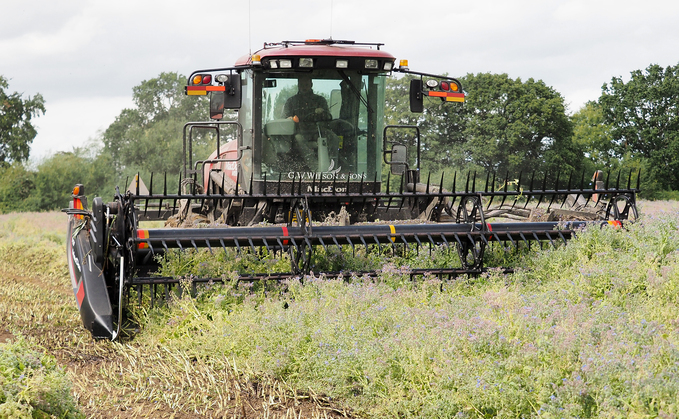 G.W Wilson makes use of a self-propelled MacDon swather to cut borage grown on contract in addition to preparing the farm's own OSR for harvest.