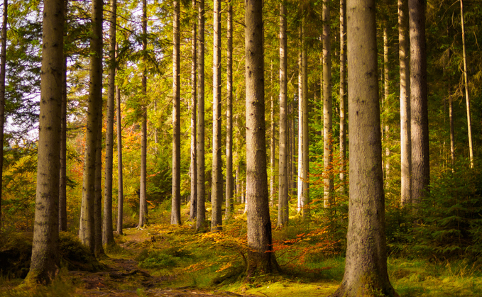 CDP quizzes companies on their water, climate and forest impacts | Credit: iStock 