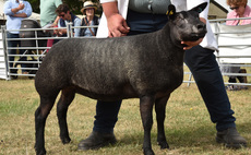 Blue Texels lead the sheep rings at Royal Norfolk Show