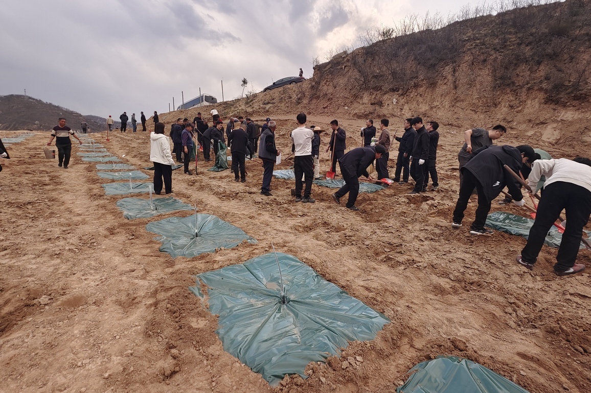 CHINA-SHANXI-MAURITANIA-TREE PLANTING-TECHNOLOGY (CN)