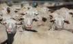 National Sheep Health Monitoring Project to make it easier for sheep producers.