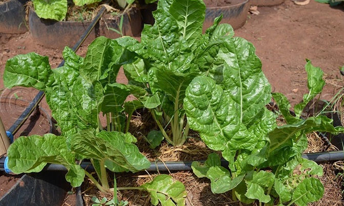 COVID-19: You could earn from home gardening during lockdown COVID-19: You could earn from home gardening during lockdown