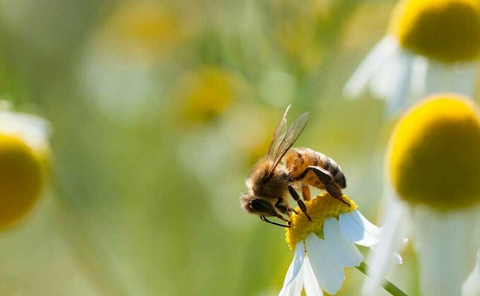 Farming Matters: "Nature should be integrated into the farming system itself, not relegated to the edges"
