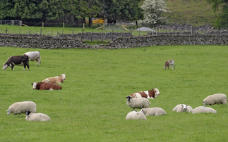 The Future of Livestock Farming
