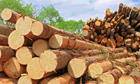 Strong start to 2016 for timber and panel importers