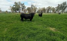 Research has found hard-seeded legumes such as biserrula produce more feed and persistent seed than traditional annual pasture legumes. 