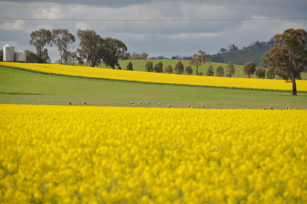 ADAMA has recalled some batches of its Tenet 500 SC Herbicide, which is used for weed control in canola.