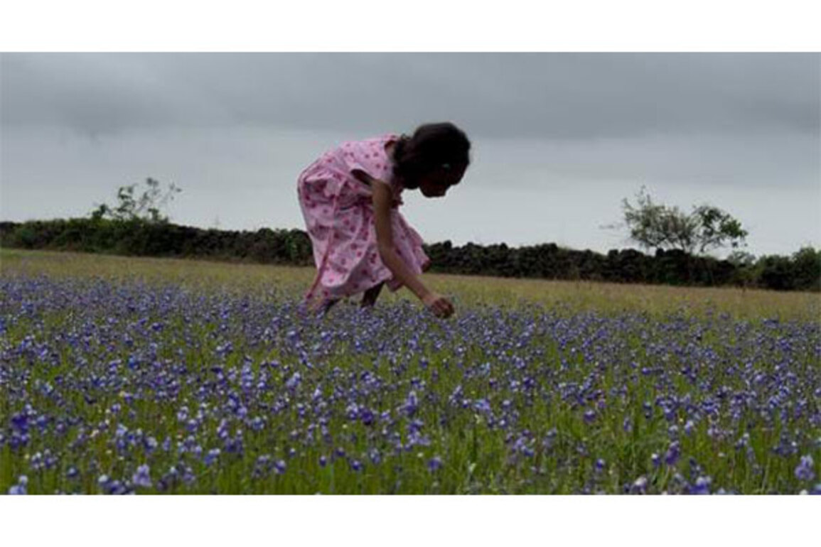 Kerala: Madayipara's deep blue flower blooms thrill tourists