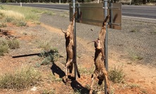 Feral dogs are a scourge in the Snowy Mountain regions.