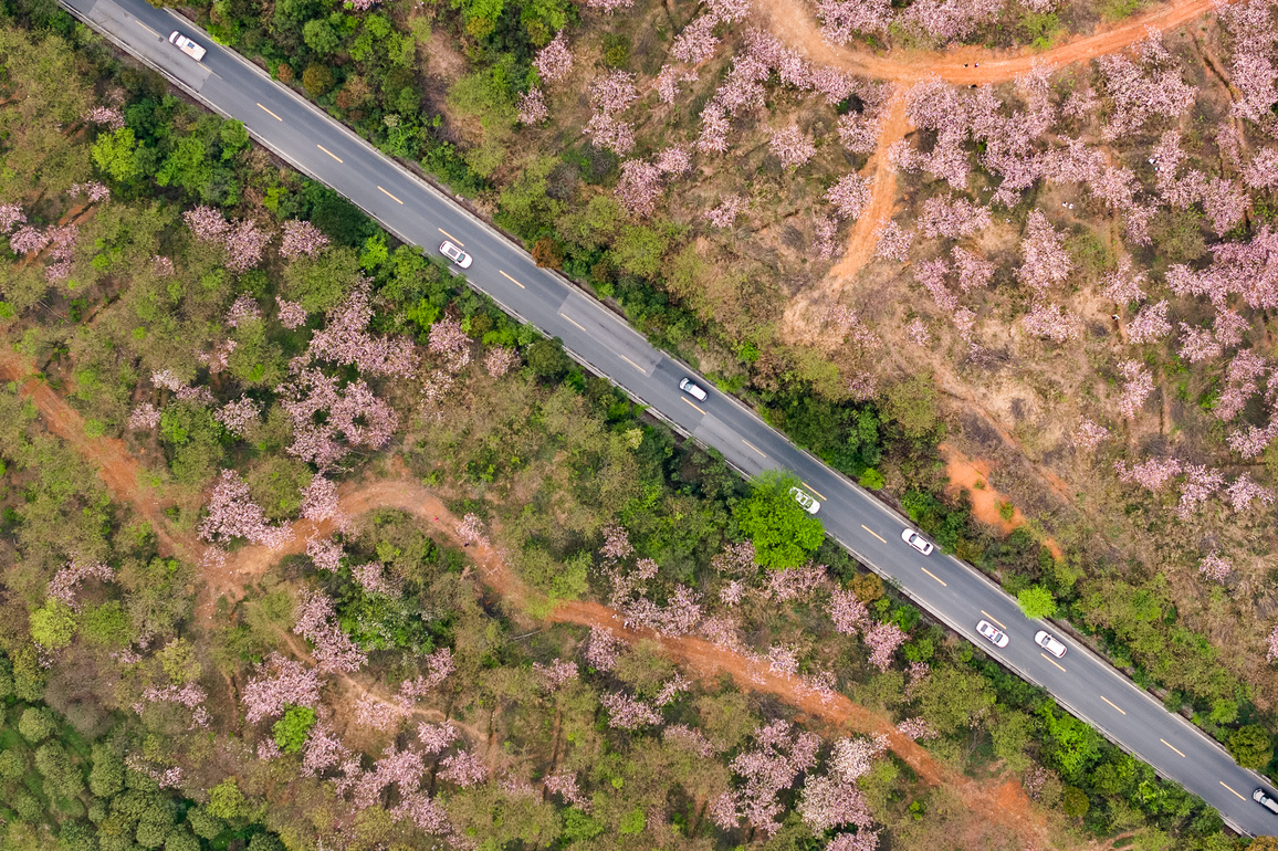 (GloriousGuizhou)CHINA-GUIZHOU-QINGZHEN-SPRING-BLOSSOMS (CN)