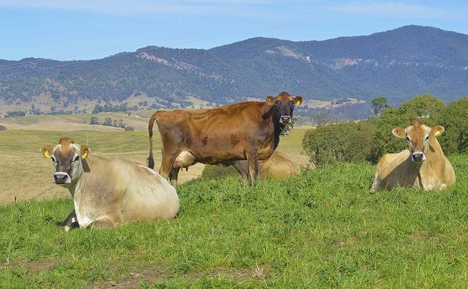Australias dairy farmers return to profit